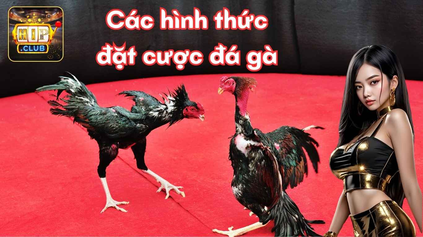Các hình thức đá gà trực tiếp trên Hipclub Các hình thức đá gà trực tiếp trên Hipclub